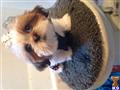 shih tzu puppy posted by Creme mommy